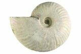 Silver Iridescent Ammonite (Cleoniceras) Fossil - Madagascar #345600-1